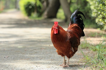Japanese wild rooster