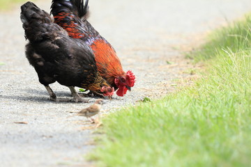 Japanese wild rooster