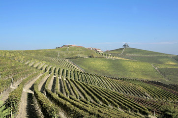 Fototapeta na wymiar the land of barolo wine