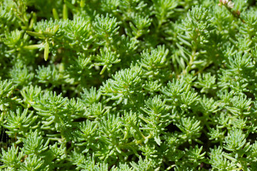 Green grass background