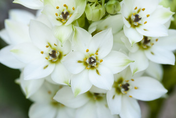 Fototapeta na wymiar белые цветы
