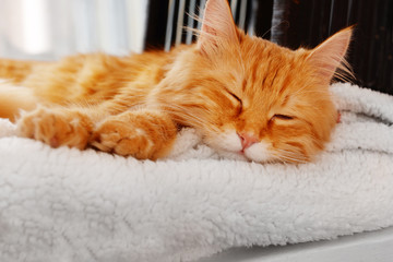 Red cat resting indoors