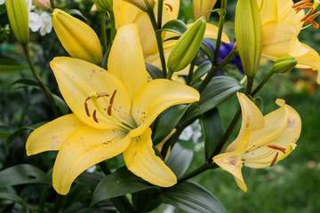 Obraz premium Summer flowers in a garden