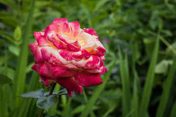 Beautiful rose in a garden