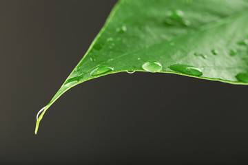 Green leaf with droplets on gray background