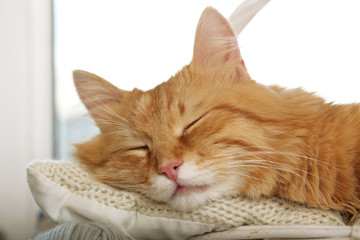 Red cat resting indoors