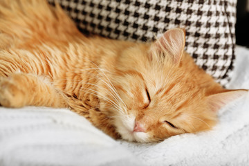 Fototapeta na wymiar Red cat resting indoors