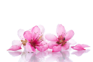 Fototapeta na wymiar Peach pink flowers