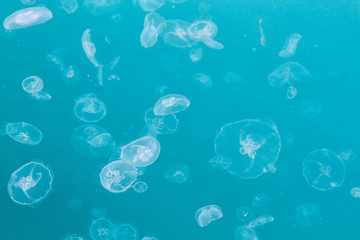 many transparent jellyfish © Volodymyr Khodaryev