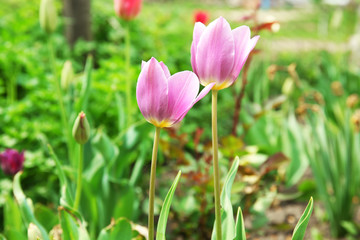Beautiful color tulips over flowerbed background