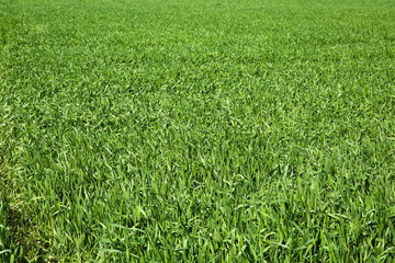 Green field background