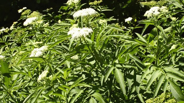 Zwerg-Holunder oder Attich, Sambucus ebulus, giftig, Verwechslungsgefahr mit essbarem Holunder