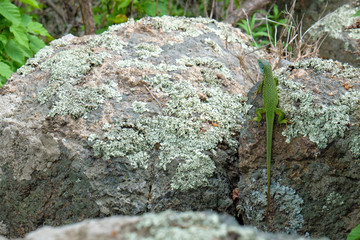 Green lizard on rock, outdoors
