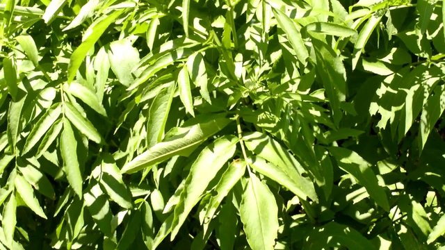 Zwerg-Holunder oder Attich, Sambucus ebulus, giftig, Verwechslungsgefahr mit essbarem Holunder