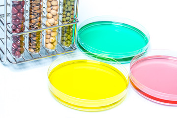 Legume with Wheat genetically modified, Plant Cell