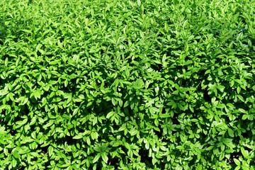 Obraz premium Green bush as background