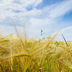 wheat field and blue sky