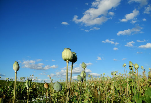 Fototapeta в поле