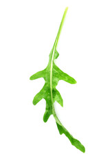 Green arugula leaf isolated on white