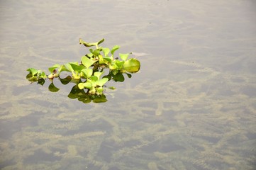 green duckweed plants floating in the lake titiwangsa kuala lumpur malaysia