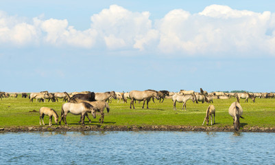 Herd of wild horses along the shore of a lake © Naj