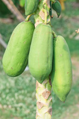 Papaya in garden