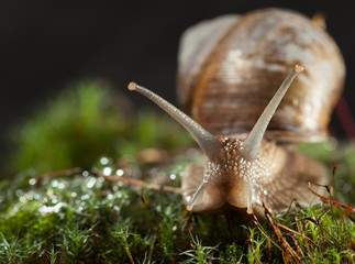 Snail stare in moss