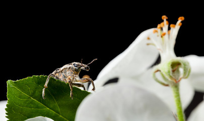 Beetle climbing to flower
