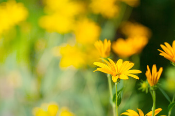 Obraz premium Yellow cosmos flower for background