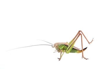 Green brown grasshopper on a white background