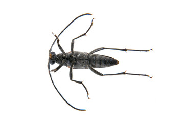 Black beetle from family Cerambycidae on white background