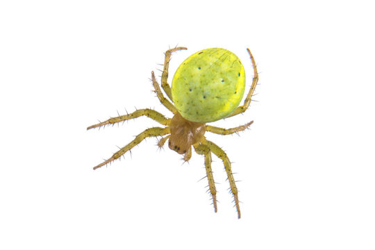 Green spider on a white background