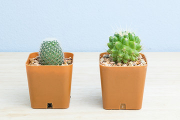 Three potted cactus