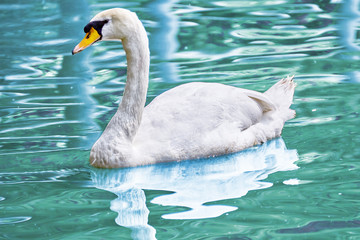 Swan floating on the water.