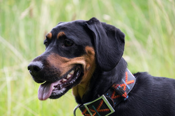 Rottweiler Coca Spaniel mit Haldband