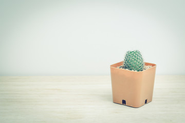 Cactus on wooden table,  vintage tone