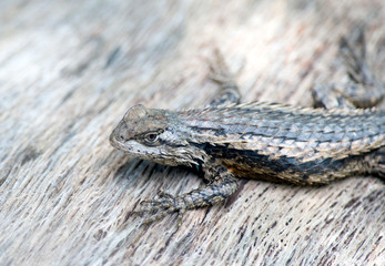 Texas Spiny Lizard