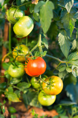 Tomatoes  in the garden