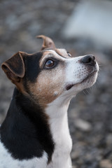 Jack Russell  niedlicher Blick