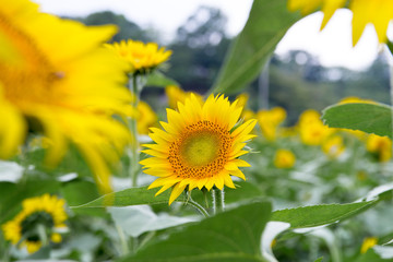 ひまわり畑
