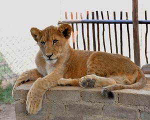 Lion cub, South Africa. 
