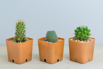 Three potted cactus