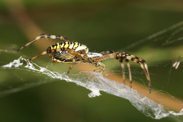 Wasp Spider