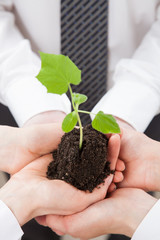 Group of business people holding a green sprout