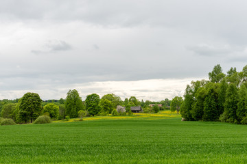 beautiful green fields under blue sky in summer