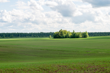 beautiful green fields under blue sky in summer