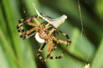 Wasp Spider with Cricket