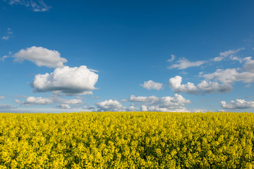 Obraz premium rape fields in country under blue sky with white clouds