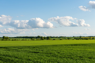 beautiful green fields under blue sky in summer