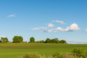 beautiful green fields under blue sky in summer